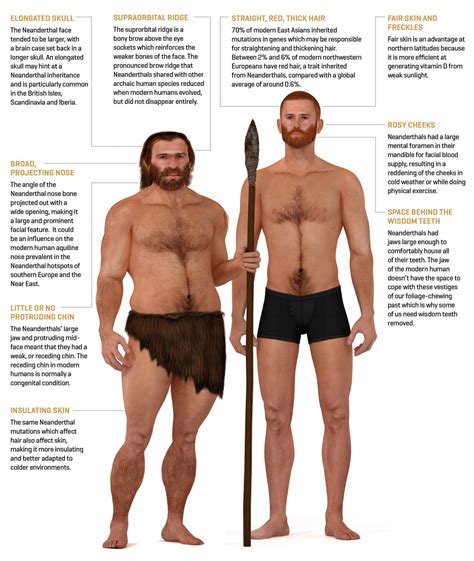 Neanderthals And Modern Humans Are Best Described As