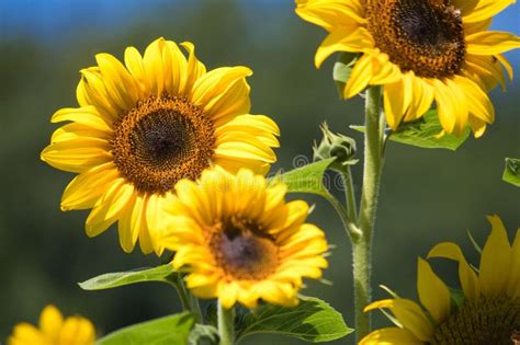 Sunflowers In Sunny Day Stock Image Image Of Summer 164839801