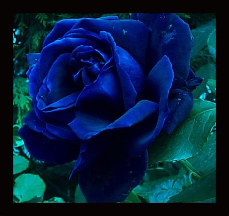 Beautiful Pictures Of Blue Roses