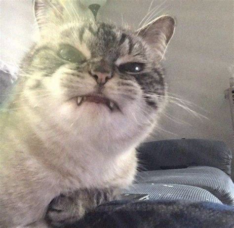 When Cats Put Their Best Derp Face Forward With Images Derpy Cats
