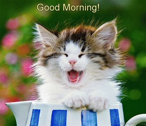 Beautiful Good Morning Cat Images Merryheyn
