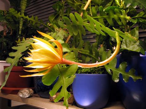 Epiphyllum Anguliger Garden And Patio Plants Seeds And Bulbs