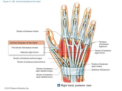 Process flow diagram visio template. Pin on Anatomy and physiology diagrams