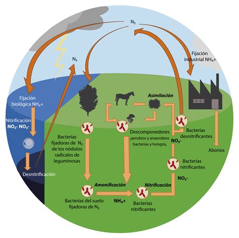 Resultado de imagen para ciclo del nitrogeno | Ap environmental science, Environmental science ...