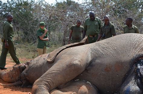 Lift The Hunting Ban Save Botswanas Elephants Journal Of African Elephants