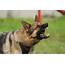 A German Shepherd Barking Perfect Guide To Train Your GSD