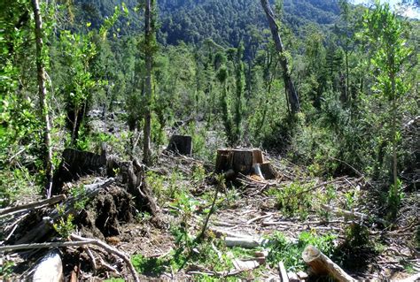 Terra La Regeneraci N Natural De Bosques Secundarios De Al Puede