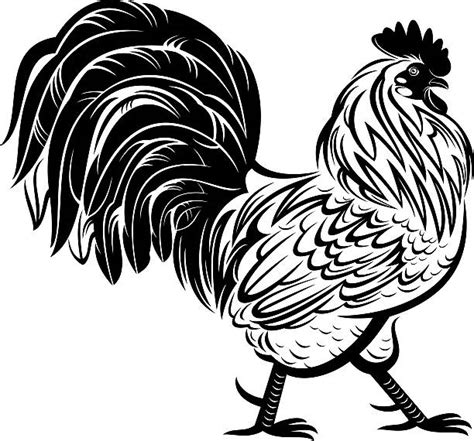 Best Black And White Rooster Illustrations Royalty Free Vector