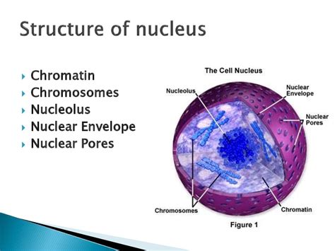 Maybe you would like to learn more about one of these? Plant Cell Nucleus - презентация онлайн