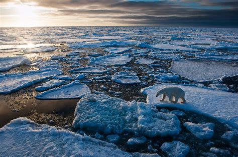 Melting Sea Ice Forces Polar Bears To Travel Farther To Survive Ursus