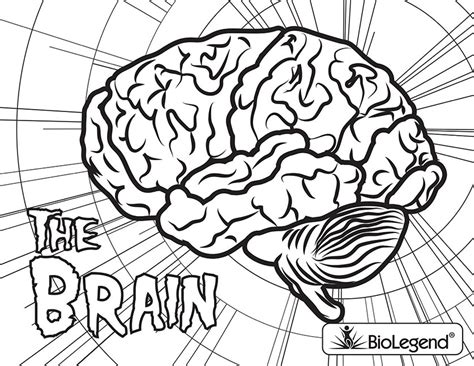 More images for brain coloring page with labels » Coloring