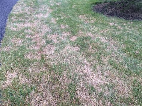 Signs Of Grubs In Your Lawn And How To Get Rid Of Them