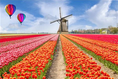 Theres A Lot More To Amsterdam Than Just Tulips Amsterdam Travel Guide