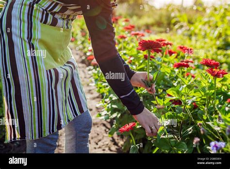 Female Hand Picking Flowers Hi Res Stock Photography And Images Alamy