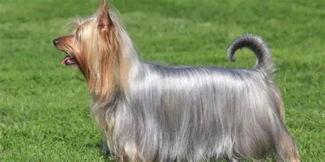 12 Best Breeds Of Long Haired Dogs Some Dont Even Shed