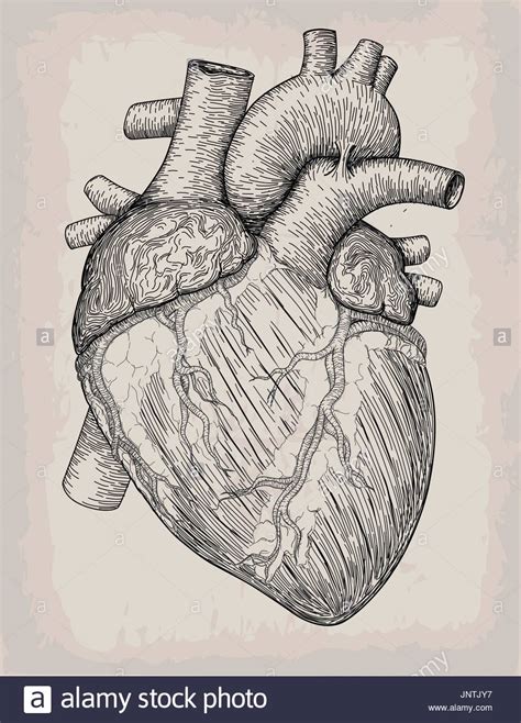 Human Heart Anatomy Drawing At Free For