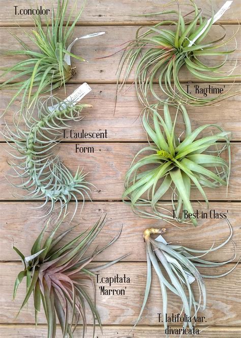 A Guide To Tillandsia Part Two Types Of Air Plants Types Of Air