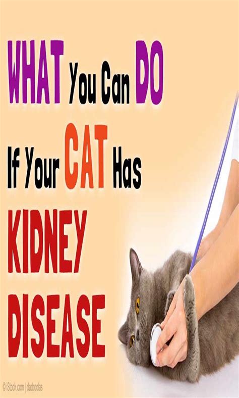 9 Symptoms Of Feline Kidney Disease Kidney Disease Chronic Kidney
