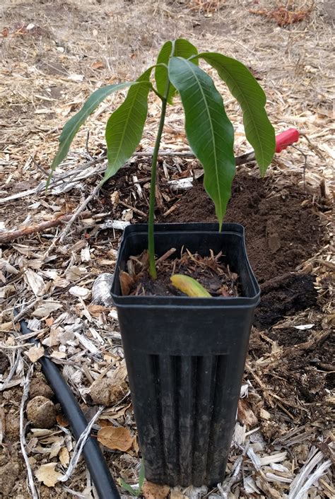 Keitt Mango Seedling Greg Alders Yard Posts Food Gardening In