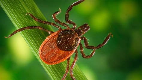 Get Ticked Off Beware Of Lyme Disease