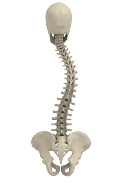 Scoliosis is an abnormal lateral curvature of the spine. Degrees of Scoliosis & Treatment Options | Edina Spine Surgery