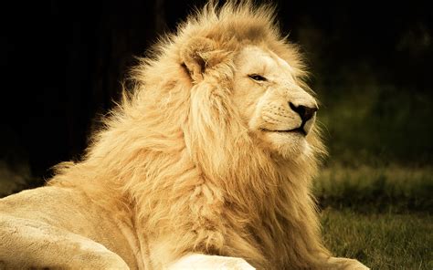Lion Majestic Animal Hd Desktop Wallpapers 4k Hd