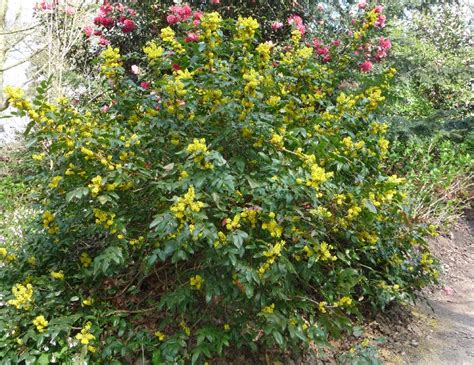 Expert Advice On Growing Mahonia In The Uk