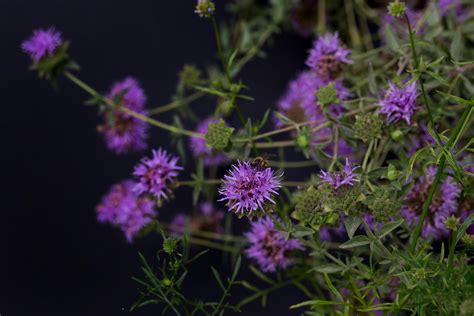 Shrub Spiky Flowers Crossword Clue Best Flower Site