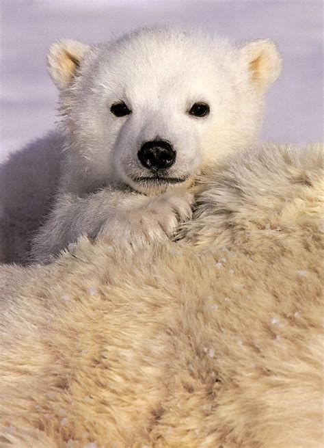The polar bear lays on its back, its belly baking in the hot lights, beating its legs trying to turn itself over, but it can't. Baby Polar Bears - Feels Gallery | eBaum's World