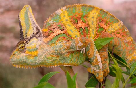 The Colors Of A Veiled Chameleon What Do They Mean Biobubblepets