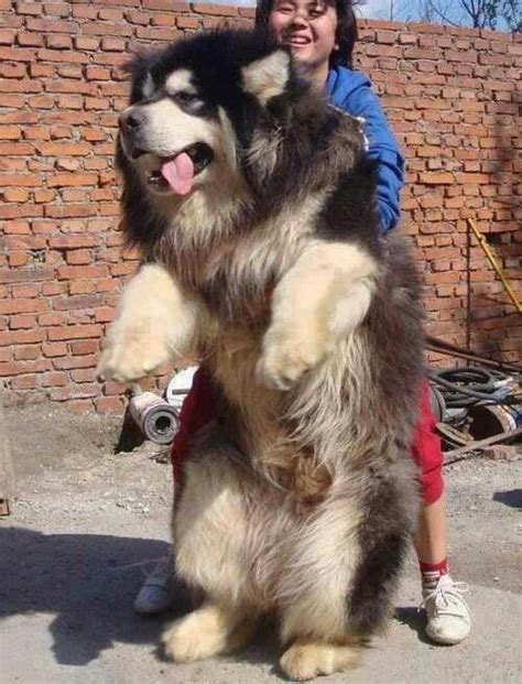 Siberian Mastiff Check This Out Pinterest