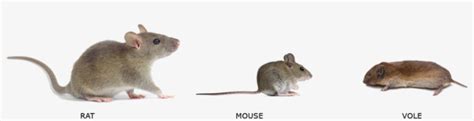 Whats Kind Of Rodent Is It Mouse Vs Rat Vs Vole 903x197 Png