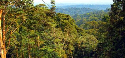 Floresta Do Maiombe Cabinda Mayombe Forest Angola Nature Trip