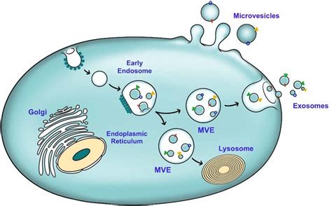 Formation Of Exosomes Inside Cell Exosomes Are Nano Sized Vesicles My