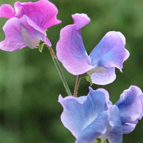 Sweet Pea Blue Shift Seeds Thompson And Morgan