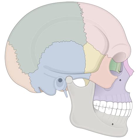 Human Skull Anatomy Lateral View Illustrations Human Bio Media