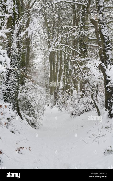 Trees With Snow On Branches Hi Res Stock Photography And Images Alamy