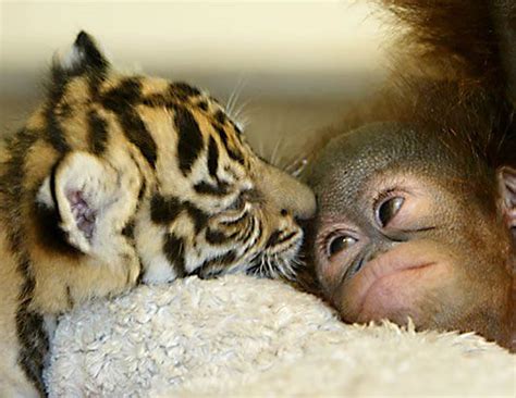7 Unlikely Animal Friends Home Qray Qray