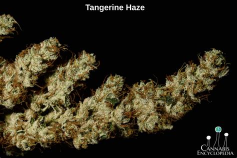 Tangerine Haze X 1987 Hash Plant X Gorilla Glue 4 Rootseller Seeds