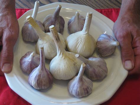 It was first brought to new york state in the 1800s, mostly likely an early season biennial herb that germinates from seed, forms a rosette in the first year, bolts into a. Dakota Garlic - LocalHarvest