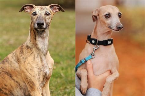 Italian Greyhound Vs Whippet Whats The Difference