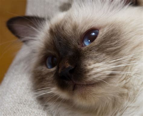 Birman Information Health Pictures And Training Pet Paw