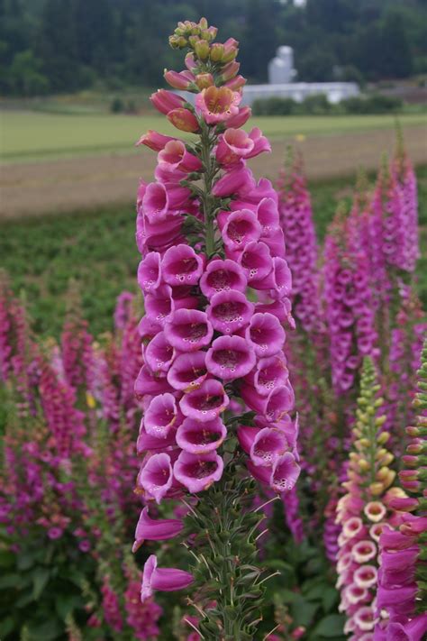Een heel gemakkelijk herkenbare plant tijdens zijn bloei is vingerhoedskruid, digitalis purpurea. Foxglove Mix - Oregon Wholesale Seed Company