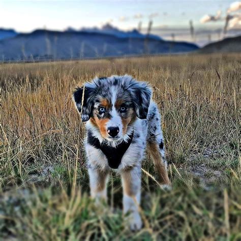 Iso australian shepherd/great pyrenees puppy michigan. Miniature australian shepherd blue merle > IAMMRFOSTER.COM