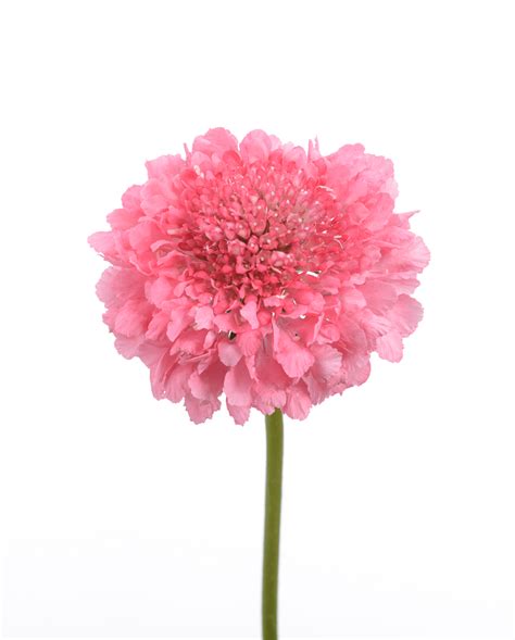 Scabiosa Candy Scoop Series High Quality Cut Flowers Danziger
