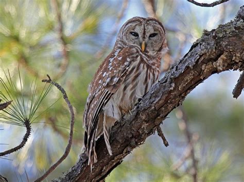 Owls In Western North Carolina Owlcation