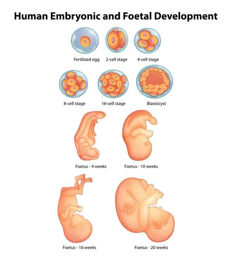 Fetal Development Week By Week Calendar Aubine Bobbette