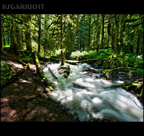 Bcs Temperate Rainforest A View Of The Rainforest Stream Flickr