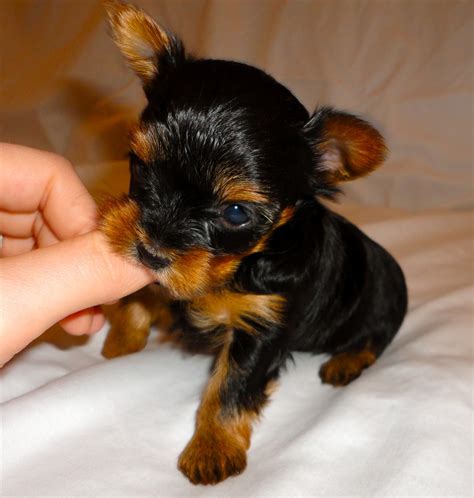 Courtneys Akc Yorkies Puppies 4 Weeks Old