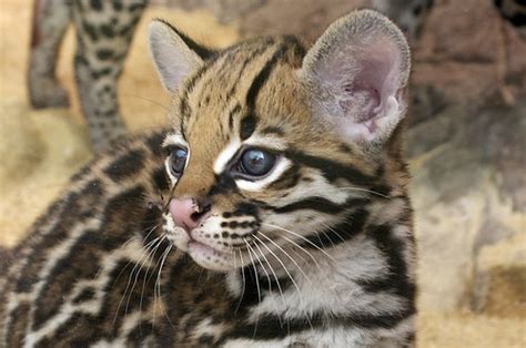 Ocelot Cub Born On April This Is One Of Two Cubs Flickr